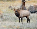 Rocky Mountain Elk in the fall rut Royalty Free Stock Photo