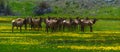 Rocky Mountain Elk Royalty Free Stock Photo