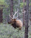 Rocky Mountain Elk, in Grand Canyon national Park. Male with large antlers, forest in background. Royalty Free Stock Photo