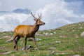 Rocky Mountain Elk Royalty Free Stock Photo