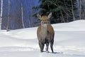 Rocky Mountain Elk or Rocky Mountain Wapiti, cervus canadensis nelsoni, Female standing on Snow, Yellowstone Park in Wyoming Royalty Free Stock Photo