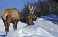 Rocky Mountain Elk or Rocky Mountain Wapiti, cervus canadensis nelsoni, Stag standing on Snow, Yellowstone Park in Wyoming Royalty Free Stock Photo