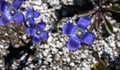 Rocky Mountain Fringed Gentian Royalty Free Stock Photo