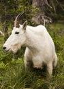 Rocky Mountain Goat Royalty Free Stock Photo