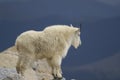 Rocky Mountain Goat Royalty Free Stock Photo