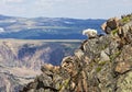 Rocky Mountain Goat wildlife western mountains Royalty Free Stock Photo