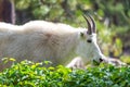 Rocky Mountain Goat