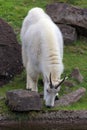 Rocky Mountain Goat Grazing