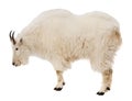 Rocky mountain goat. Isolated over white