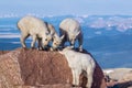 Rocky Mountain Goat Kids Royalty Free Stock Photo