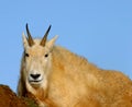 Rocky Mountain Goat (Oreamnos americanus)