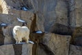 The Rocky Mountain goat Oreamnos americanus