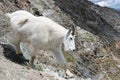 Rocky Mountain Goat Royalty Free Stock Photo