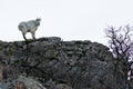 Rocky Mountain Goat Royalty Free Stock Photo