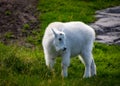 Rocky mountain goat in zoo environment Royalty Free Stock Photo