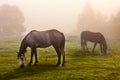 Rocky Mountain horse Royalty Free Stock Photo