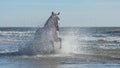 Rocky Mountain Horse galloping in the sea on the beach Royalty Free Stock Photo