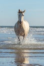Rocky Mountain Horse galloping in the sea on the beach Royalty Free Stock Photo
