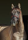 Rocky Mountain Horse Portrait in farm Royalty Free Stock Photo