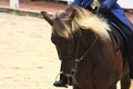 Rocky Mountain Horse and Rider Royalty Free Stock Photo