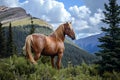 Rocky Mountain Horse - United States Royalty Free Stock Photo