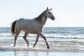 Rocky Mountain Horse walking in the sea on the beach Royalty Free Stock Photo