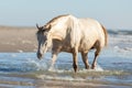 Rocky Mountain Horse walking in the sea on the beach Royalty Free Stock Photo