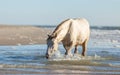 Rocky Mountain Horse walking in the sea on the beach Royalty Free Stock Photo