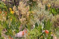 Rocky Mountain June Flowers