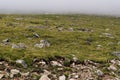 Rocky mountain landscape mt evans colorado