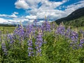 Rocky Mountain Landscape With Silvery Lupine In Foreground And Cloudy Sky