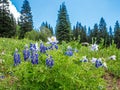 Rocky Mountain Landscape With Silvery Lupine In Foreground