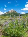 Rocky Mountain Landscape With Silvery Lupine In Foreground And Snodgrass Mountain In Background