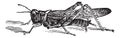 Rocky Mountain Locust or Melanoplus spretus vintage engraving Royalty Free Stock Photo