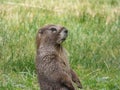 Marmot chewing on grass