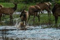 Elk Splashing in River