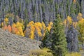 Rocky Mountain National Park Royalty Free Stock Photo