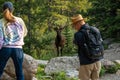 Tourists Stop to Take Photos of Buck