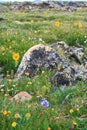 Rocky Mountain National Park Wildflowers Royalty Free Stock Photo