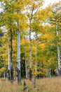 Rocky Mountain Park Aspens Royalty Free Stock Photo