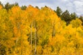 Rocky Mountain Park Aspens Royalty Free Stock Photo