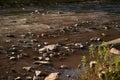 Rocky mountain river in Carpathians. Close up picture of stones in mountain stream creek. Fresh clean cold water flowing. Royalty Free Stock Photo