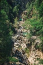 Rocky mountain river surrounded by trees