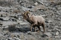 Rocky Mountain Sheep