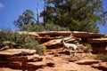 Rocky Mountain sheep against bright blue sky Royalty Free Stock Photo