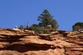 Rocky Mountain sheep against bright blue sky Royalty Free Stock Photo