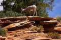 Rocky Mountain sheep against bright blue sky Royalty Free Stock Photo