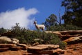 Rocky Mountain sheep against bright blue sky Royalty Free Stock Photo