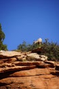 Rocky Mountain sheep and blue sky Royalty Free Stock Photo