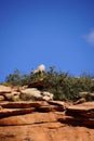 Rocky Mountain sheep and blue sky Royalty Free Stock Photo
